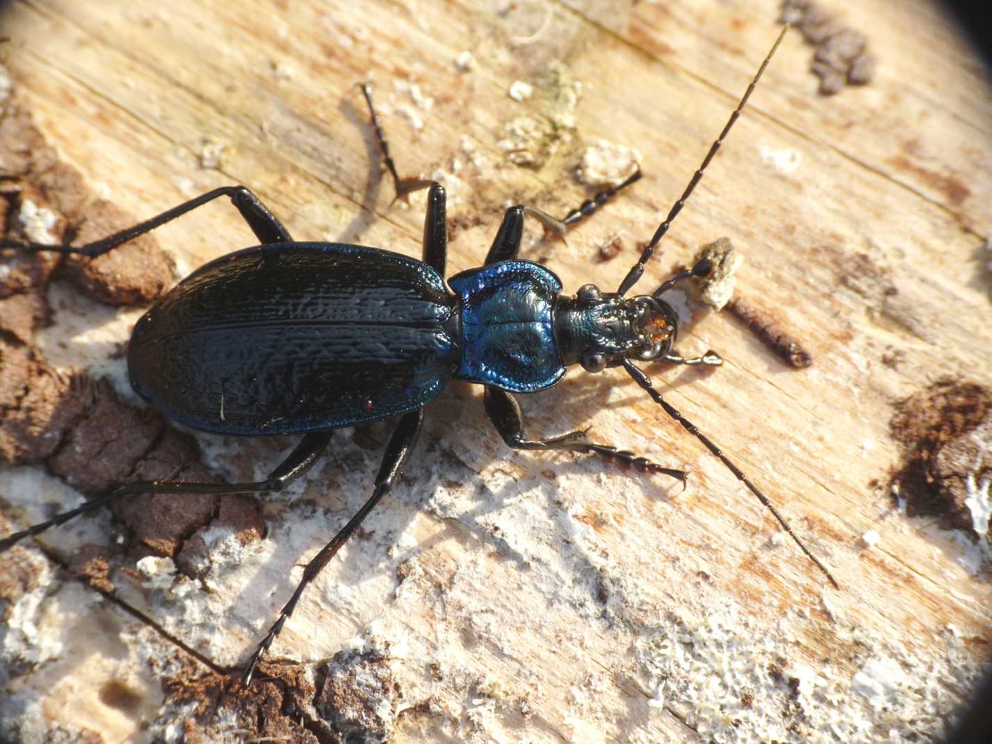 Carabus lefebvrei bayardi